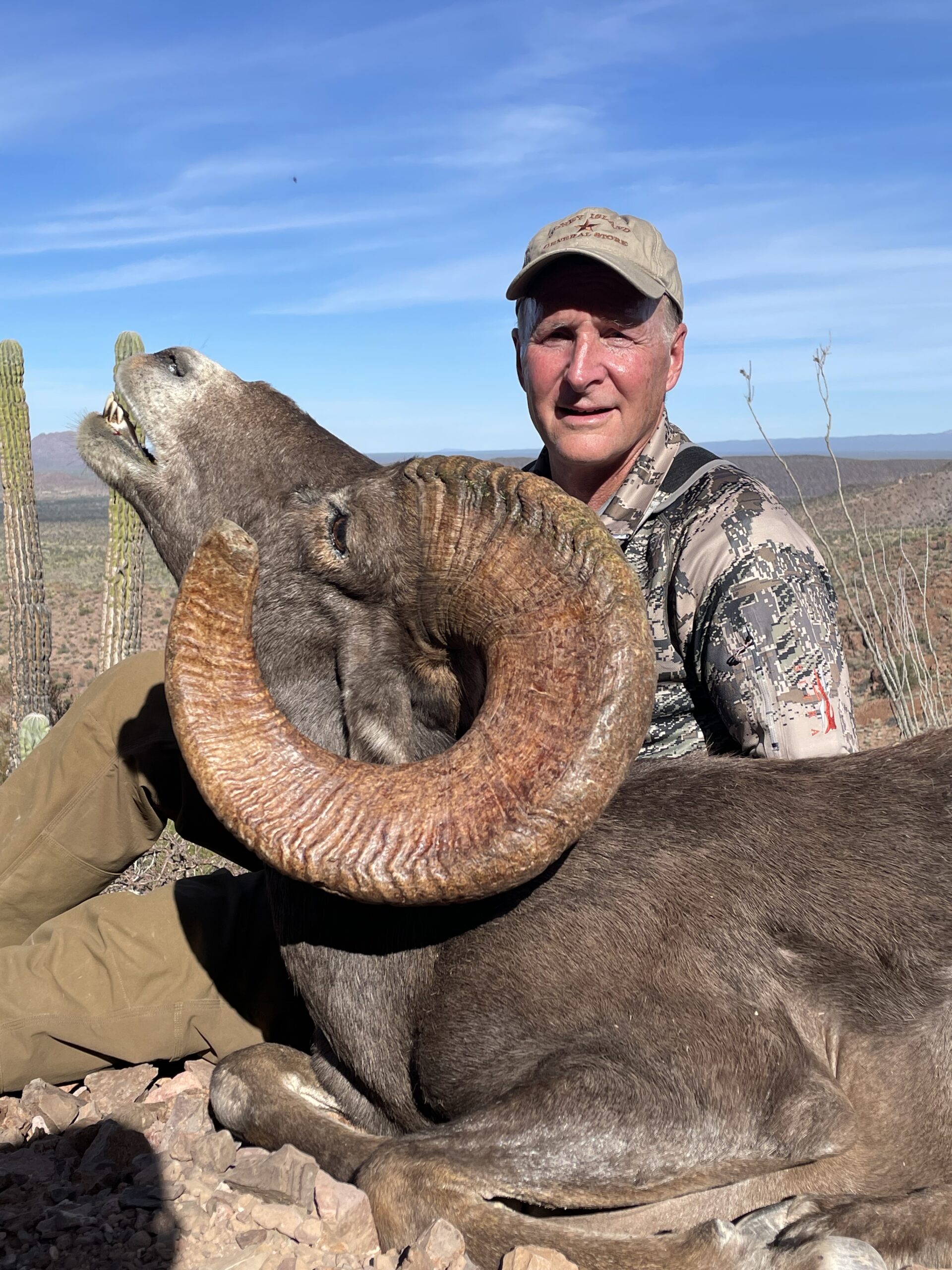 Desert Bighorn Sheep - Muy Grande Outfitters